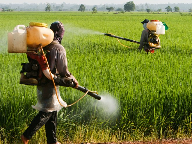 Pesticides and the Loss of Biodiversity